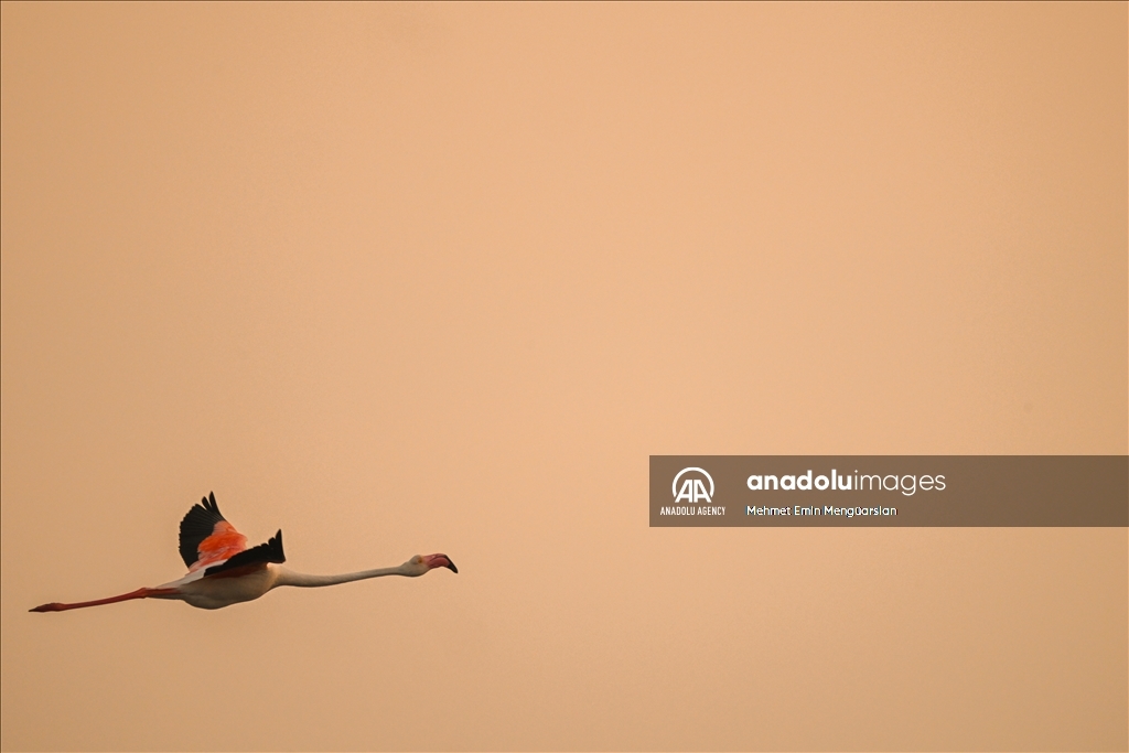 Flamingos at Gediz Delta of Turkiye's Izmir