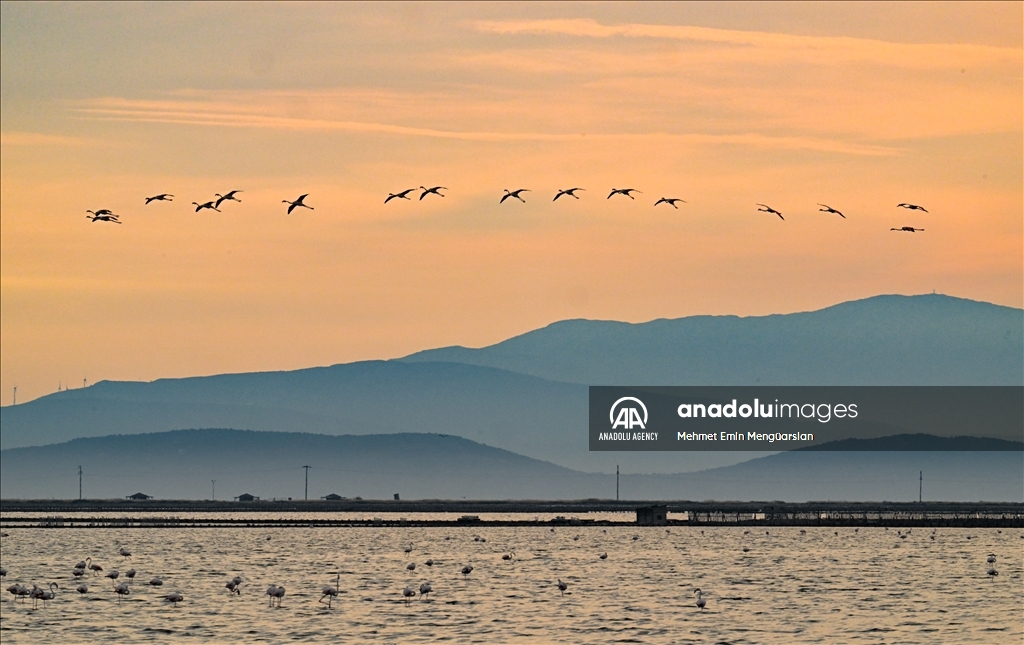 Flamingos at Gediz Delta of Turkiye's Izmir