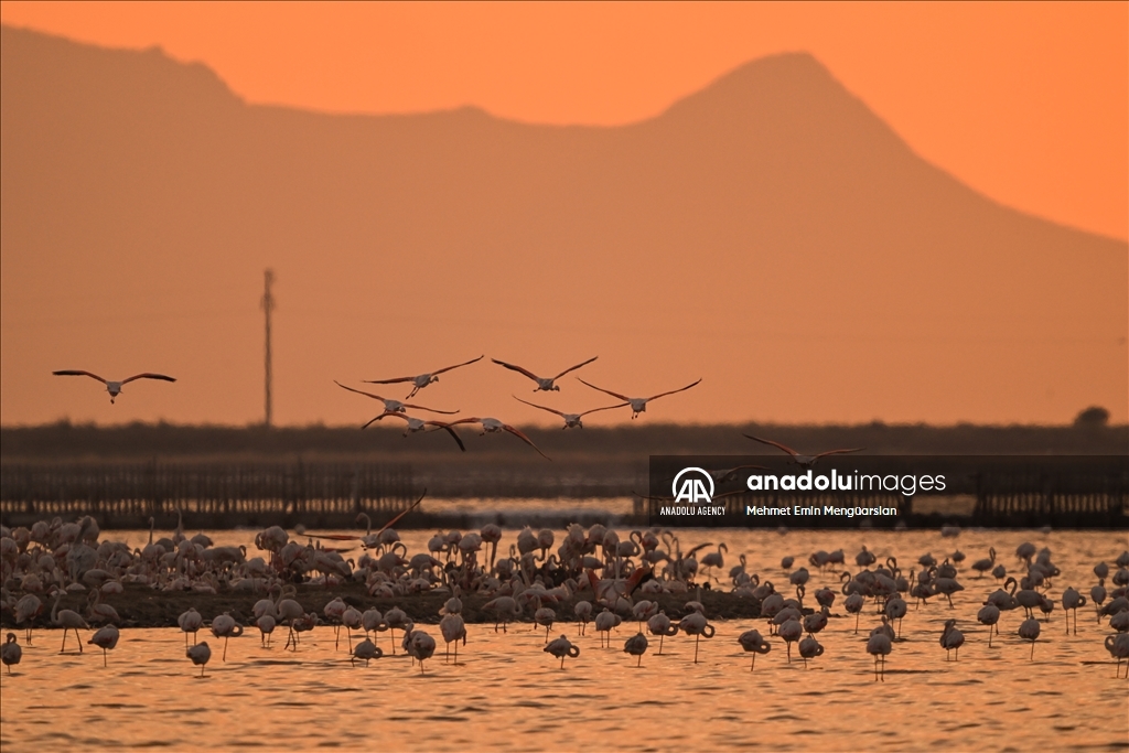 Flamingos at Gediz Delta of Turkiye's Izmir