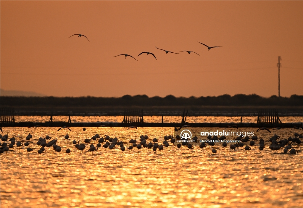 Flamingos at Gediz Delta of Turkiye's Izmir