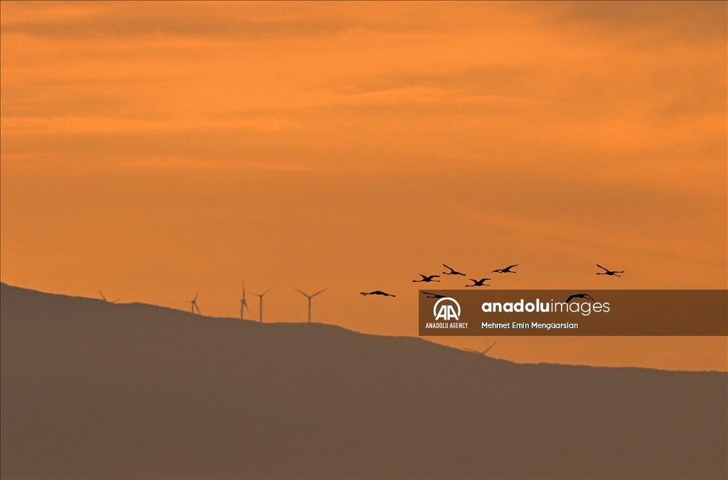 Flamingos at Gediz Delta of Turkiye's Izmir