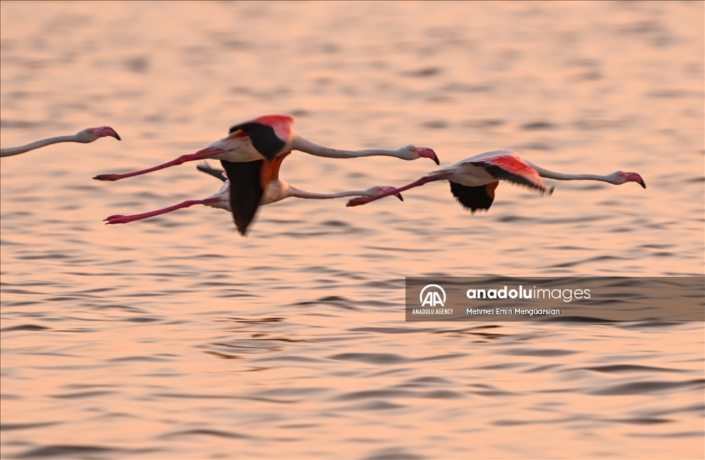 Flamingos at Gediz Delta of Turkiye's Izmir