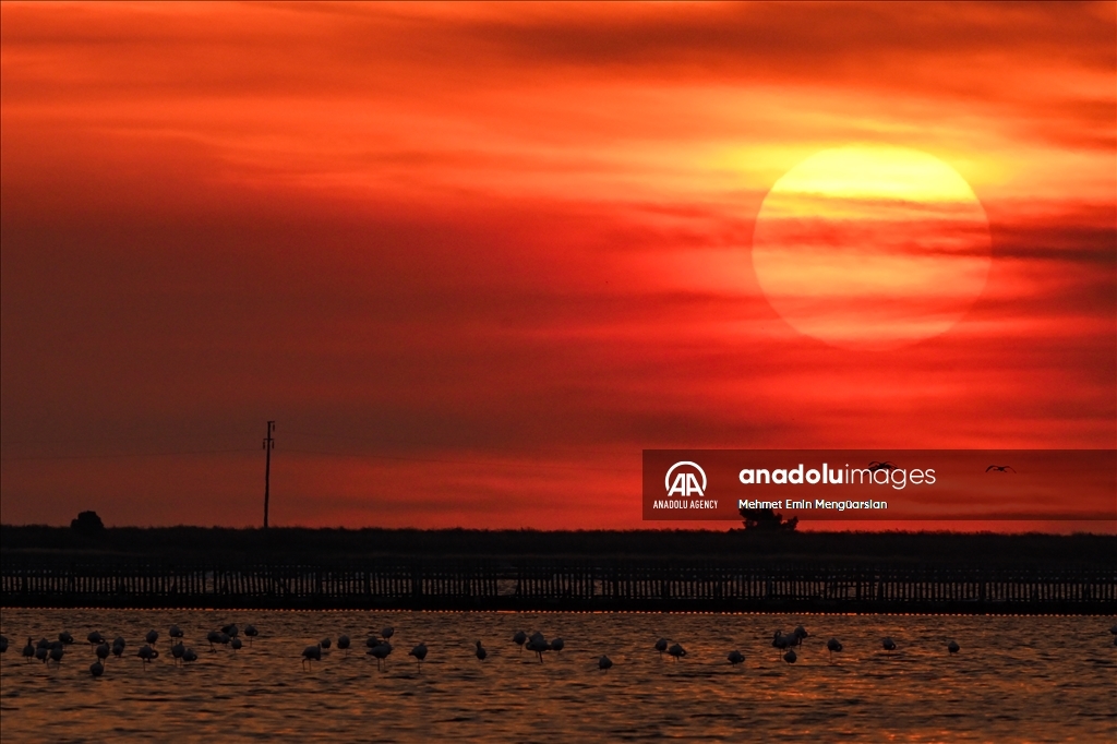 Flamingos at Gediz Delta of Turkiye's Izmir