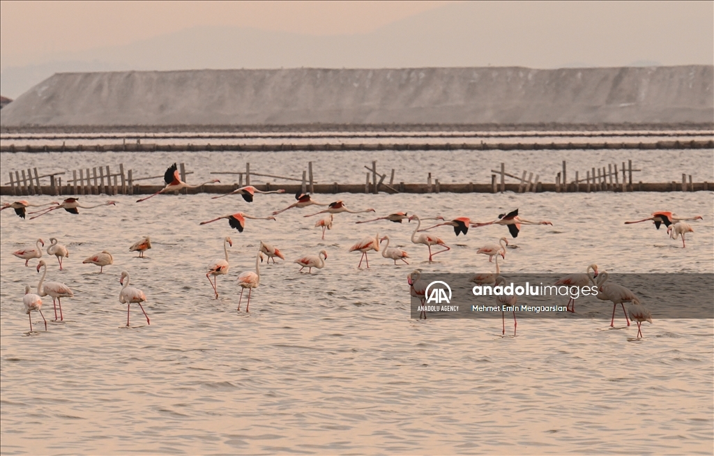 Flamingos at Gediz Delta of Turkiye's Izmir