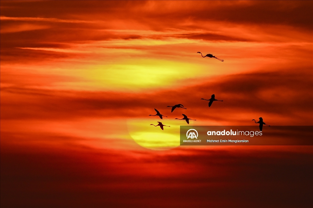 Flamingos at Gediz Delta of Turkiye's Izmir