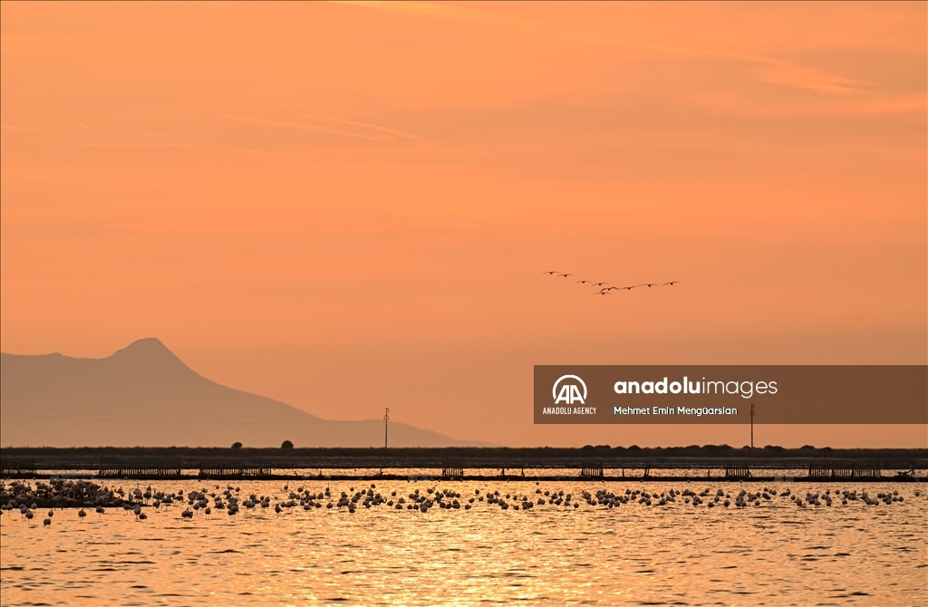 Flamingos at Gediz Delta of Turkiye's Izmir