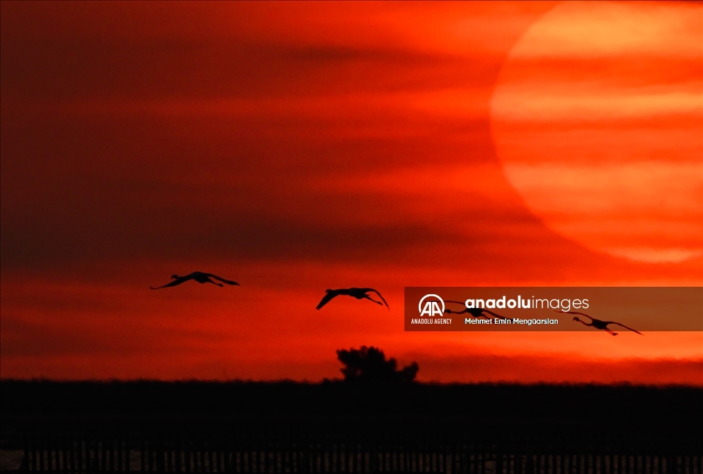 Flamingos at Gediz Delta of Turkiye's Izmir