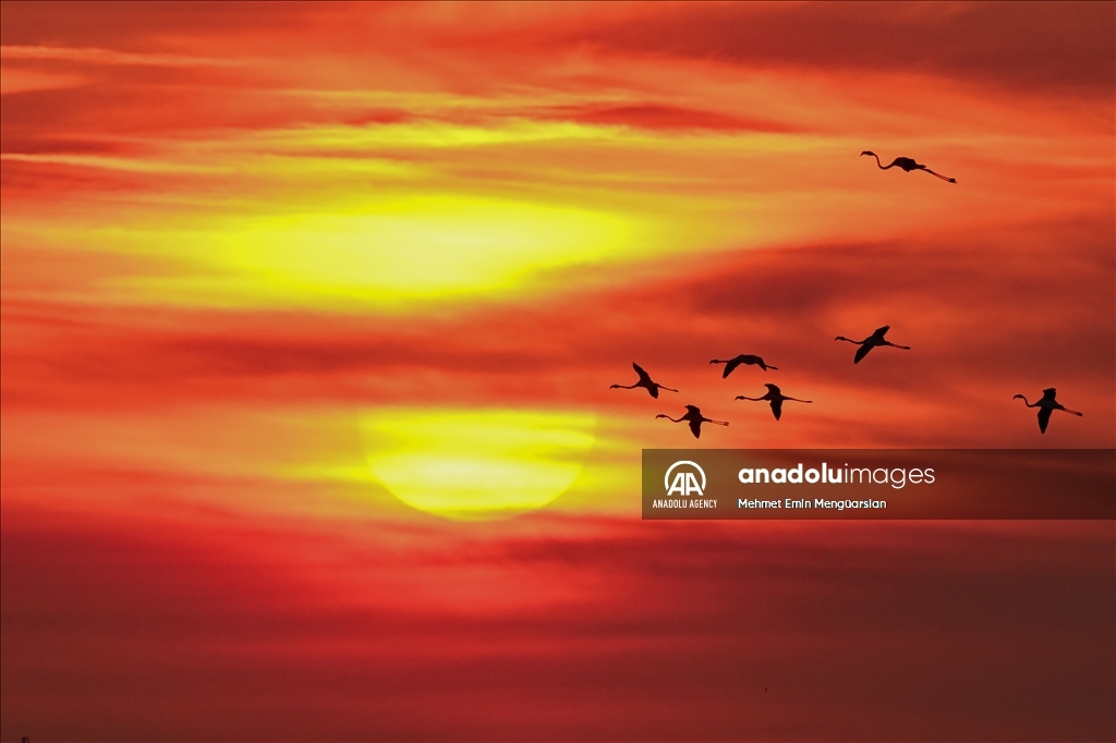 Flamingos at Gediz Delta of Turkiye's Izmir