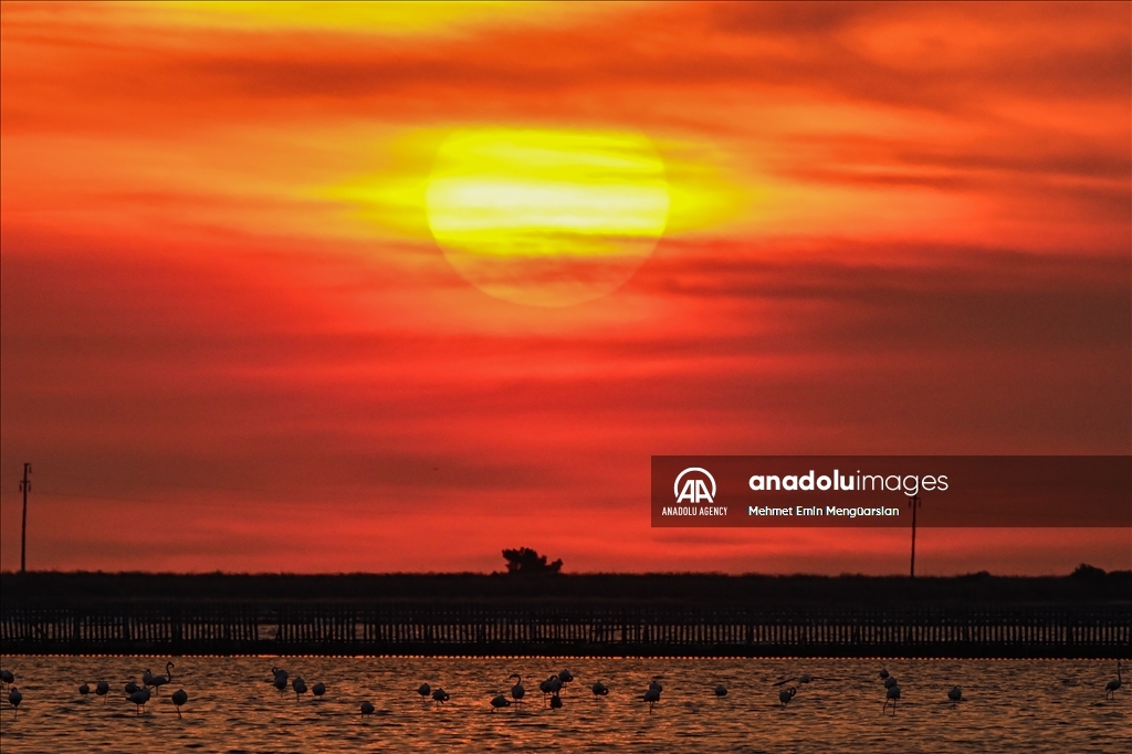 Flamingos at Gediz Delta of Turkiye's Izmir