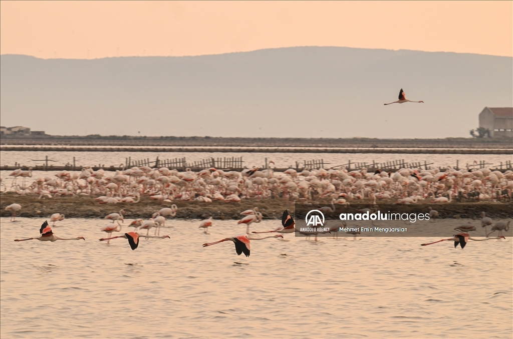 Flamingos at Gediz Delta of Turkiye's Izmir