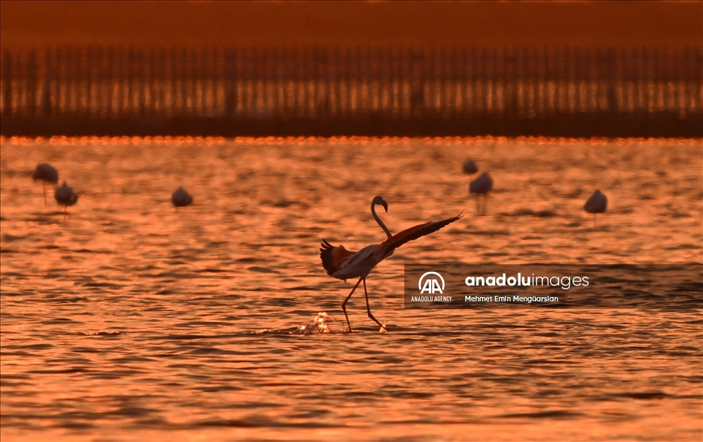 Flamingos at Gediz Delta of Turkiye's Izmir