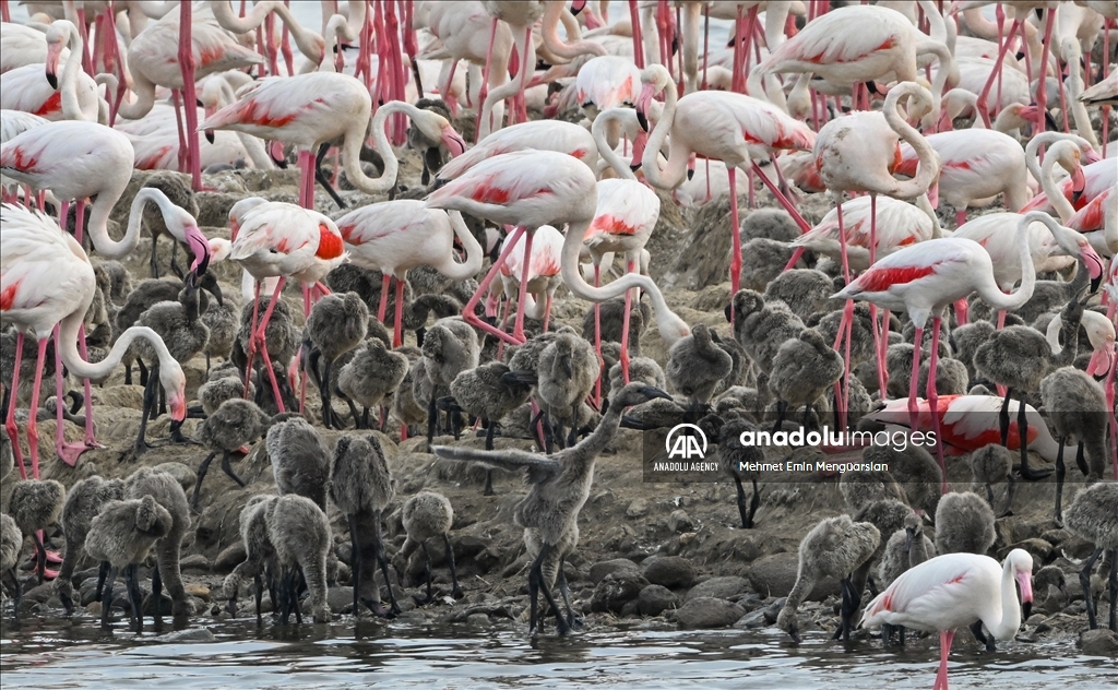 Pulau penetasan buatan "Izmir Bird Sanctuary" di Turkiye
