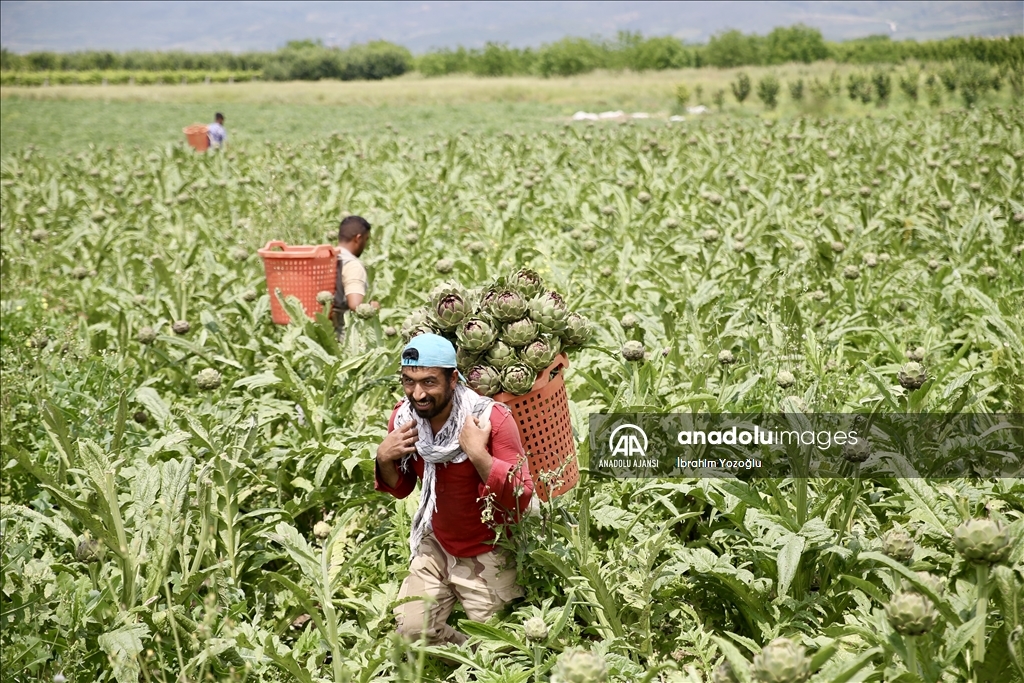 Sakarya'da hasadı yapılan enginar, fiyatı ve rekoltesiyle çiftçinin yüzünü güldürdü