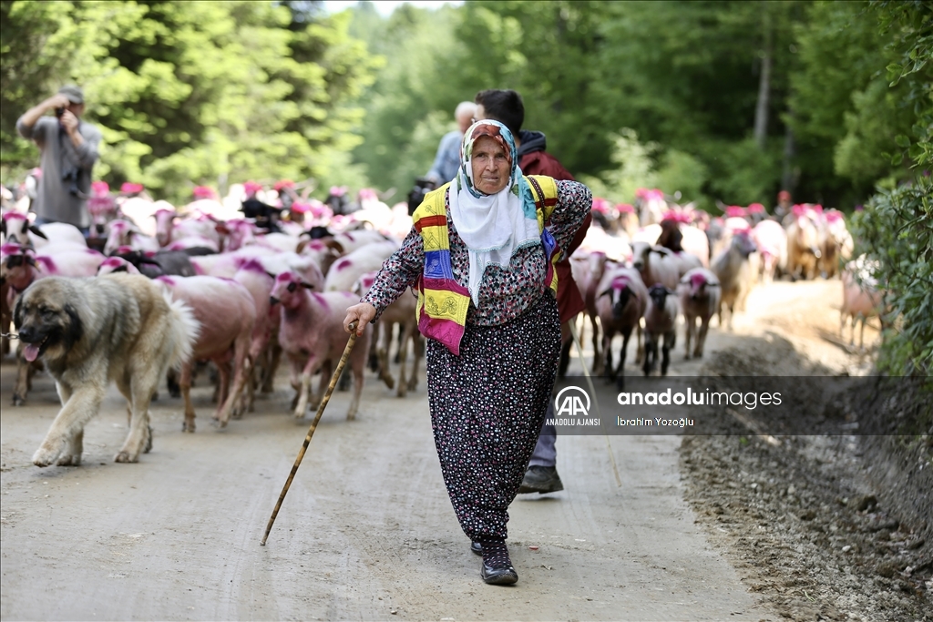 Sakarya'da yaylacıların renkli göç yolculuğu başladı