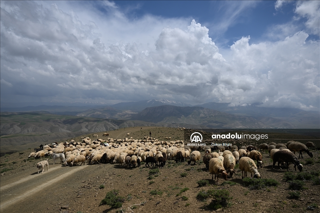 Göçerler yazı geçirmek için Van ve Hakkari'deki serin yaylaları tercih ediyor