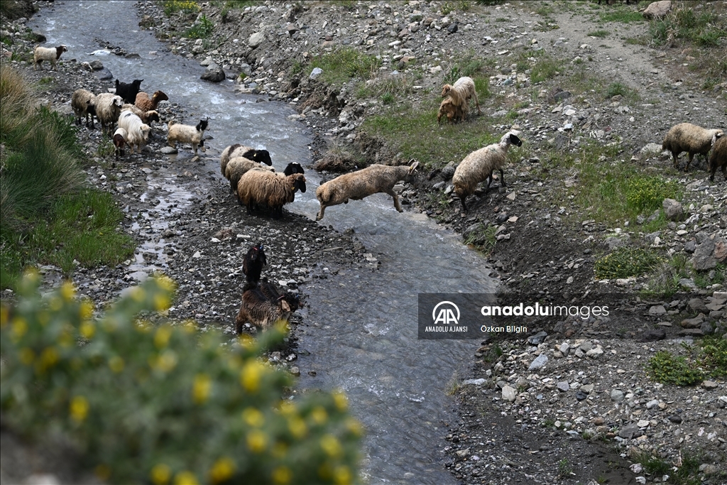 Göçerler yazı geçirmek için Van ve Hakkari'deki serin yaylaları tercih ediyor