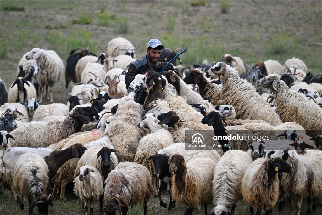 Göçerler yazı geçirmek için Van ve Hakkari'deki serin yaylaları tercih ediyor