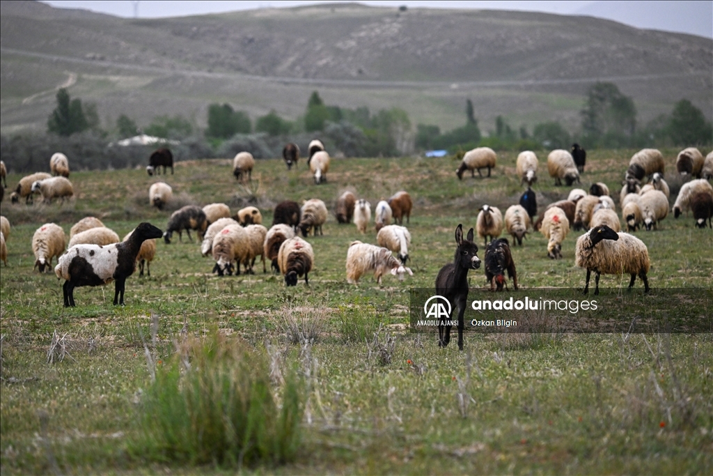Göçerler yazı geçirmek için Van ve Hakkari'deki serin yaylaları tercih ediyor