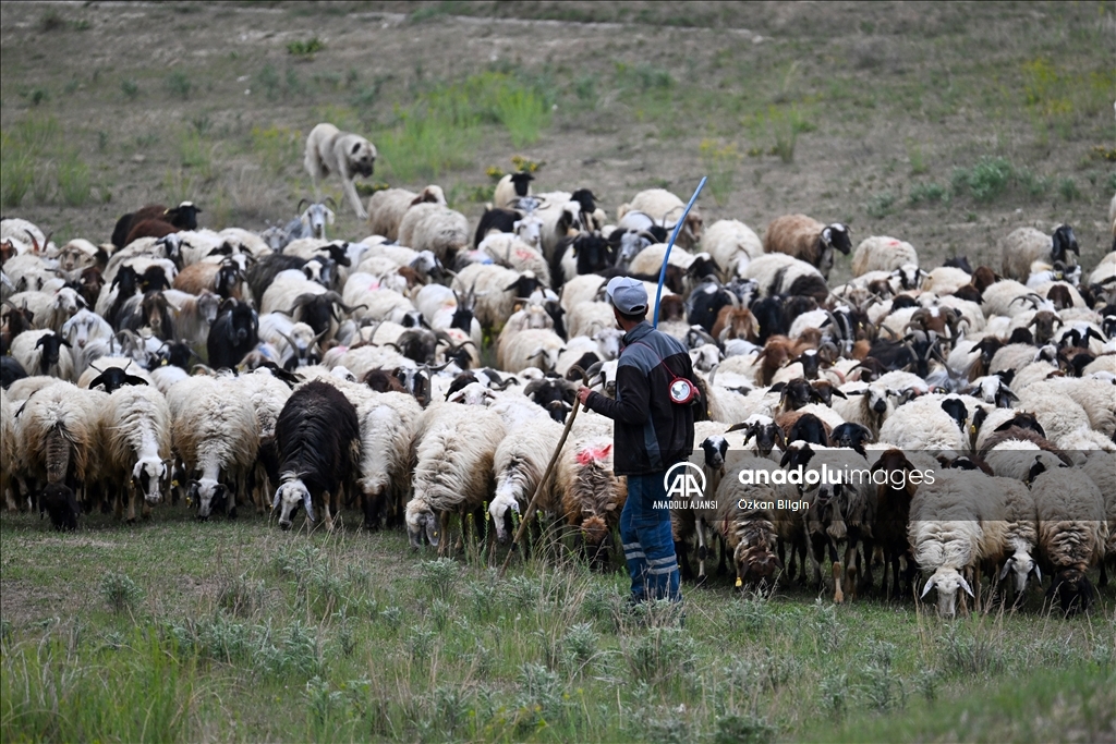 Göçerler yazı geçirmek için Van ve Hakkari'deki serin yaylaları tercih ediyor