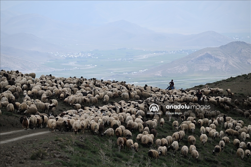 Göçerler yazı geçirmek için Van ve Hakkari'deki serin yaylaları tercih ediyor