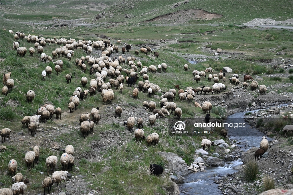 Göçerler yazı geçirmek için Van ve Hakkari'deki serin yaylaları tercih ediyor