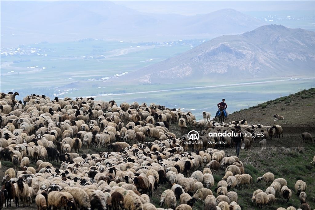 Göçerler yazı geçirmek için Van ve Hakkari'deki serin yaylaları tercih ediyor