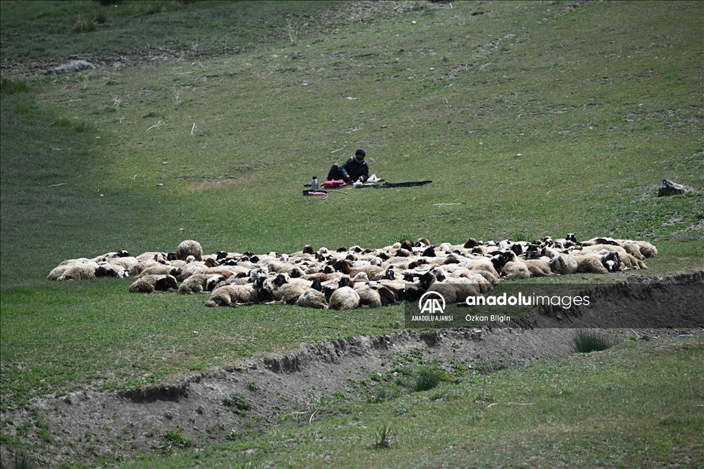 Göçerler yazı geçirmek için Van ve Hakkari'deki serin yaylaları tercih ediyor