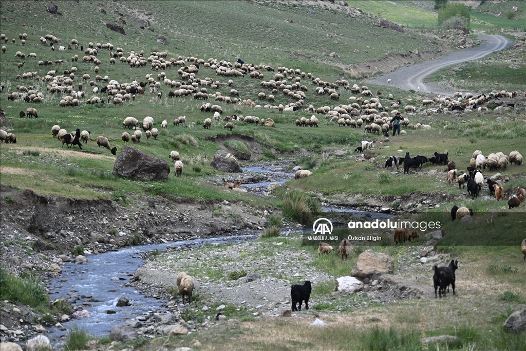 Göçerler yazı geçirmek için Van ve Hakkari'deki serin yaylaları tercih ediyor
