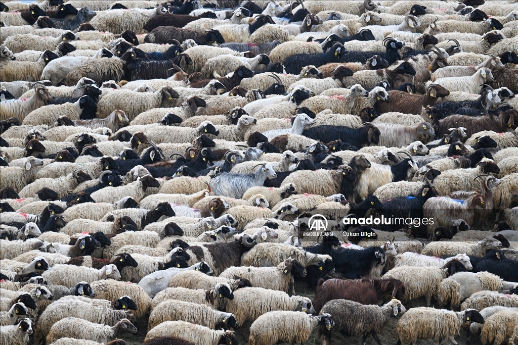 Göçerler yazı geçirmek için Van ve Hakkari'deki serin yaylaları tercih ediyor