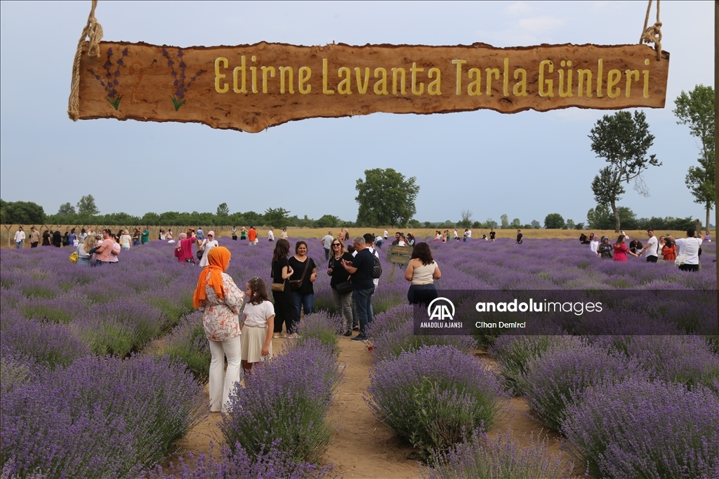 Edirne'de lavanta tarlalarındaki mor çiçekler içinde "damat halayı"