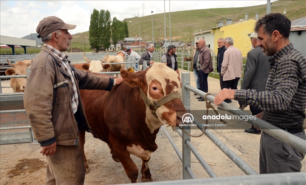 Kars'ta kurbanlıklar alıcı bekliyor