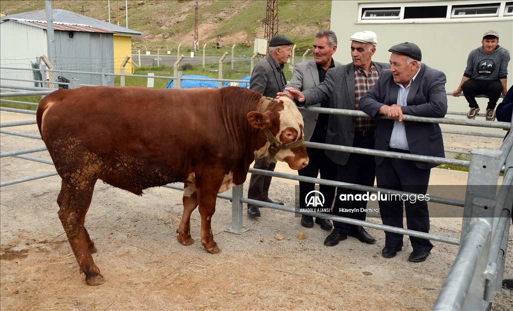 Kars'ta kurbanlıklar alıcı bekliyor