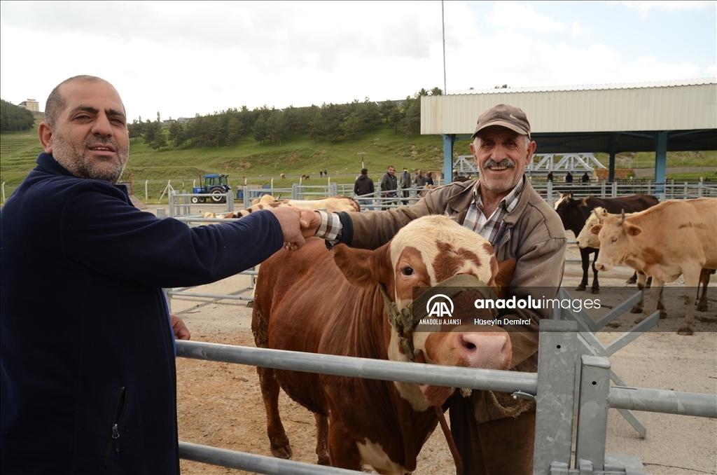 Kars'ta kurbanlıklar alıcı bekliyor