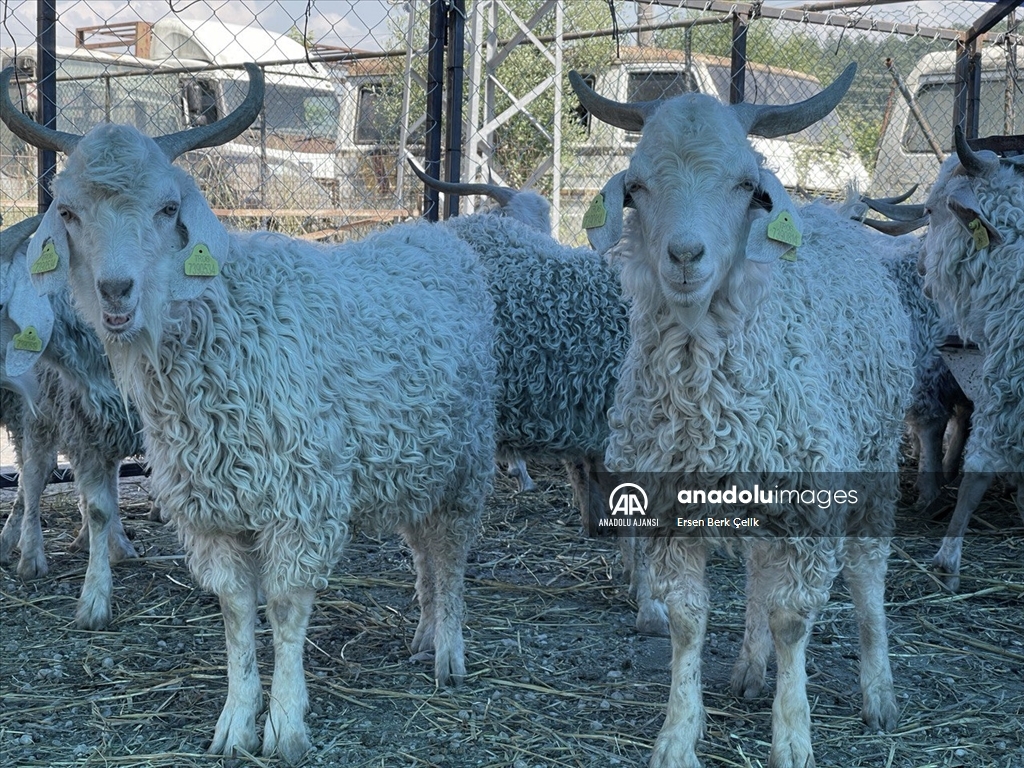 Hayvan pazarında ‘kurban’ hareketliliği