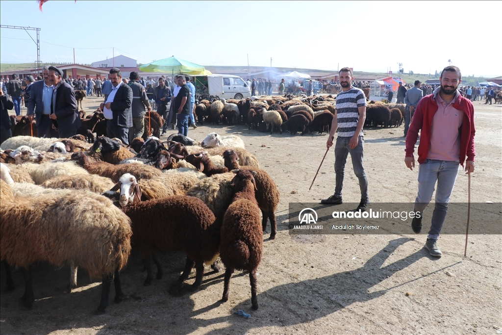 Ağrı'daki hayvan borsasında Kurban Bayramı hareketliliği yaşanıyor
