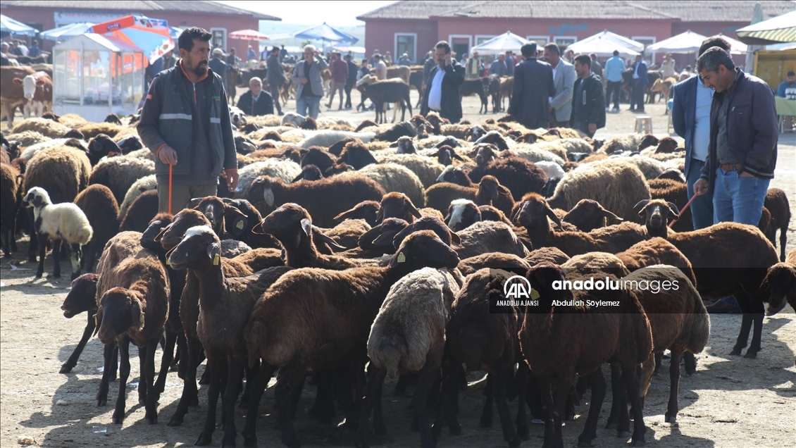 Hayvan borsasında Kurban Bayramı hareketliliği yaşanıyor