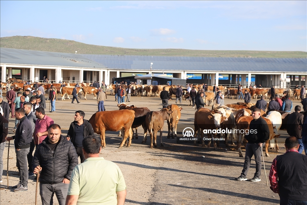 Kars'ta kurbanlıklar alıcı bekliyor