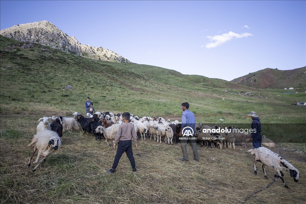Göçerler Ovacık yaylalarında peynir mesaisinde