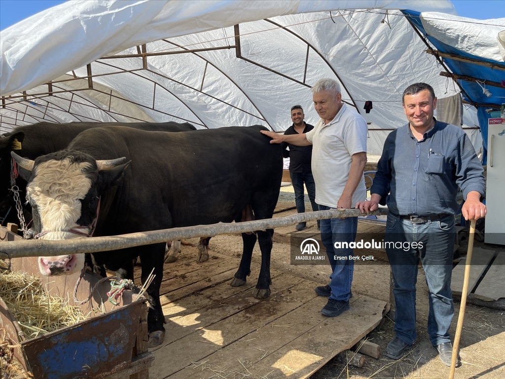 Hayvan pazarında ‘kurban’ hareketliliği