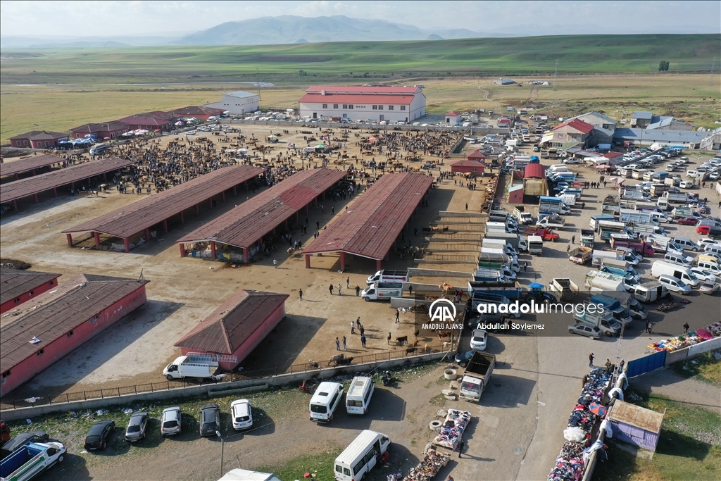 Ağrı'daki hayvan borsasında Kurban Bayramı hareketliliği yaşanıyor