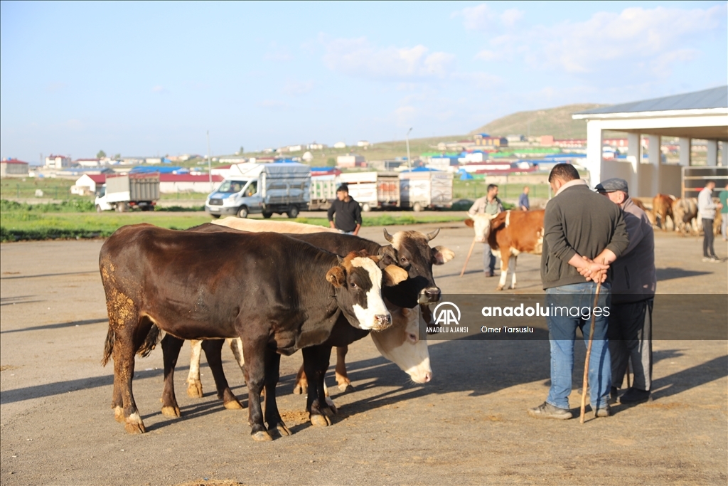 Kars'ta kurbanlıklar alıcı bekliyor