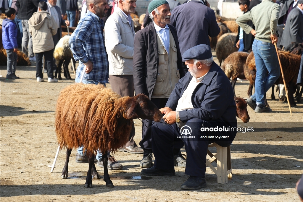 Ağrı'daki hayvan borsasında Kurban Bayramı hareketliliği yaşanıyor