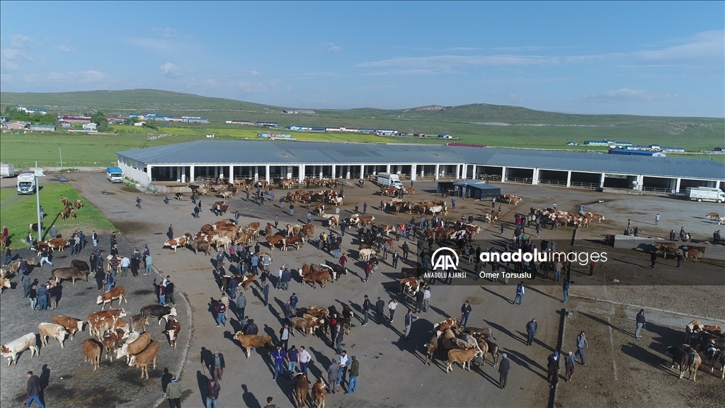 Kars'ta kurbanlıklar alıcı bekliyor