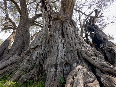 Stablo staro 2.248 godina: Stara maslina u Baru svjedok je vremena i simbol mira i dugovječnosti