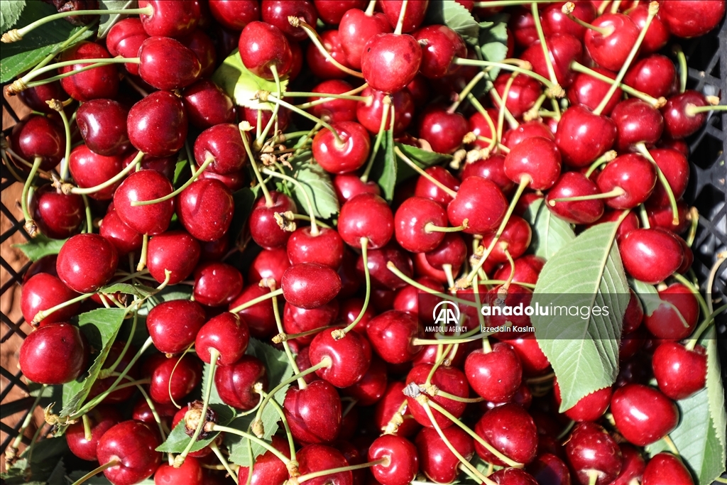 مزارعو إدلب.. يحصدون الكرز ويجنون التعب