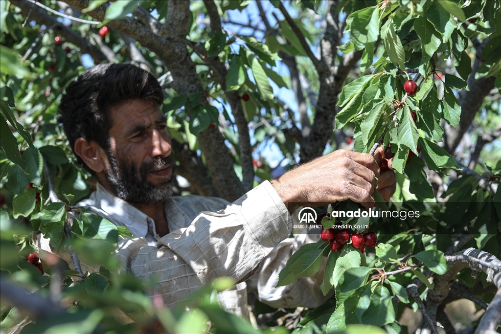 مزارعو إدلب.. يحصدون الكرز ويجنون التعب