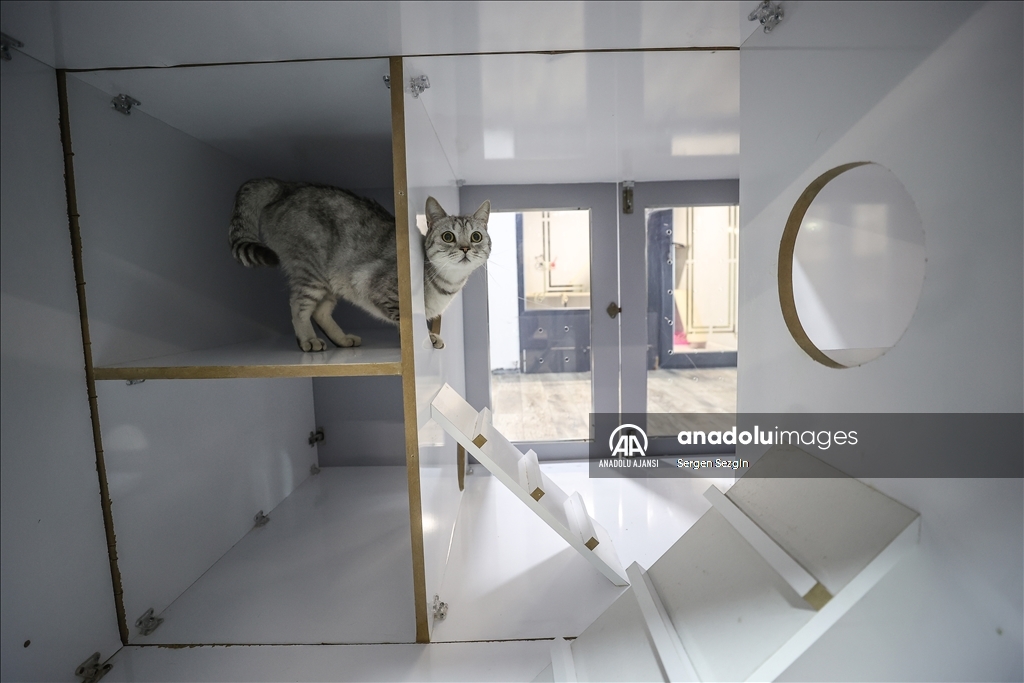 Bursa'daki kedi köpek oteli bayram tatilinde tam kapasite çalışıyor