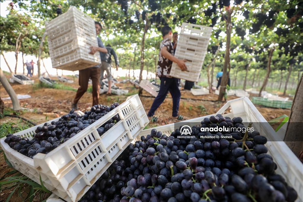 آغاز برداشت انگور در مصر