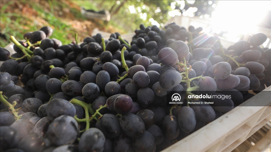 آغاز برداشت انگور در مصر