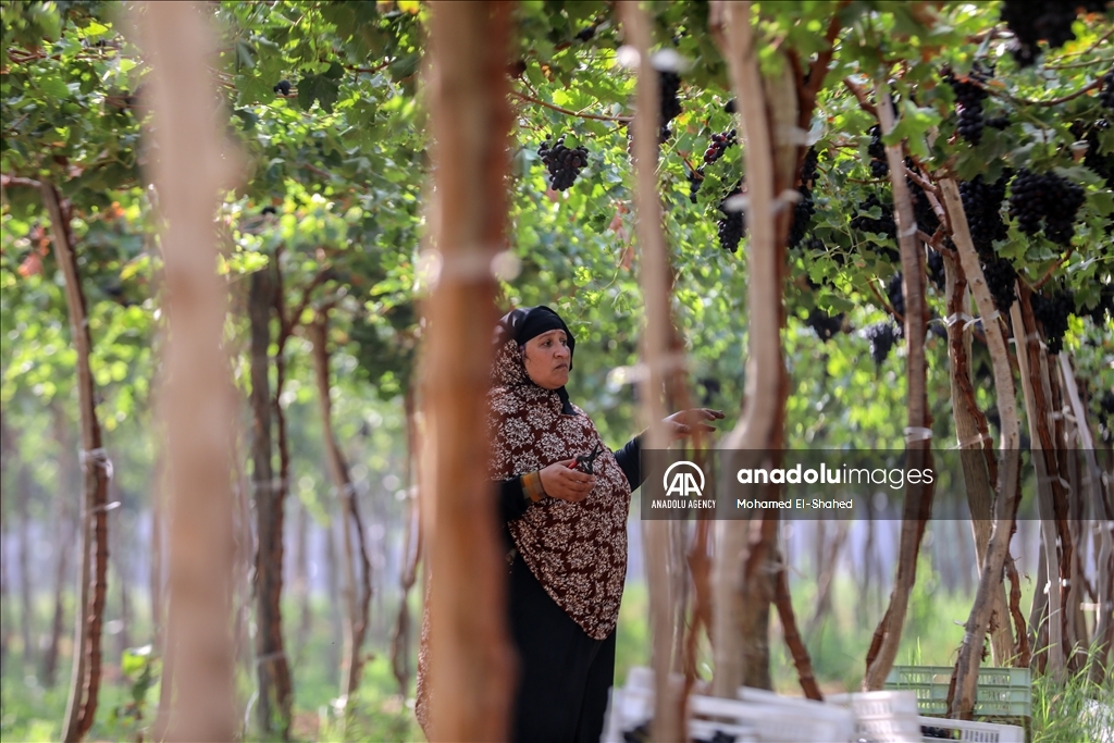 آغاز برداشت انگور در مصر